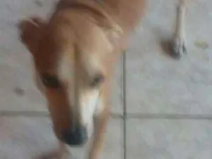 Cachorro raça SRD idade 2 anos nome Zezinho