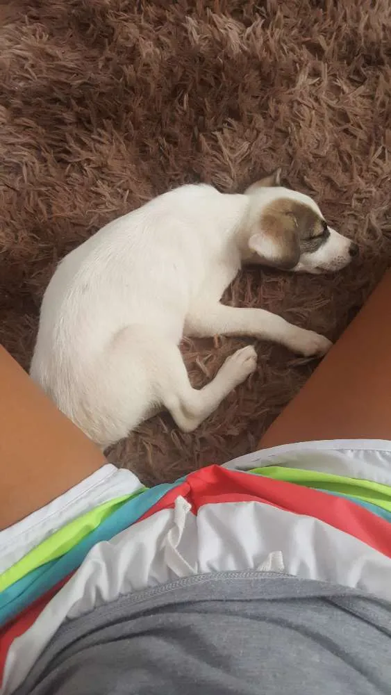 Cachorro raça Vira lata idade 2 a 6 meses nome Yellow