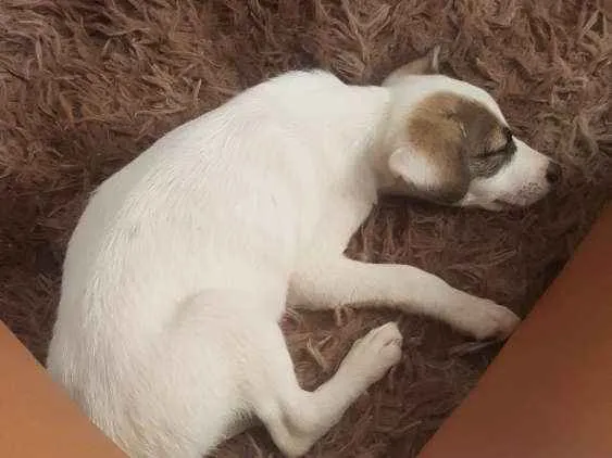 Cachorro raça Vira lata idade 2 a 6 meses nome Yellow