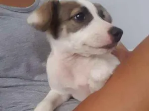 Cachorro raça Vira lata idade 2 a 6 meses nome Yellow