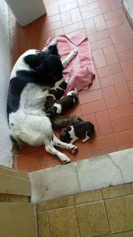 Cachorro ra a Misturados idade 3 anos nome Isco, Bugu, Tuti