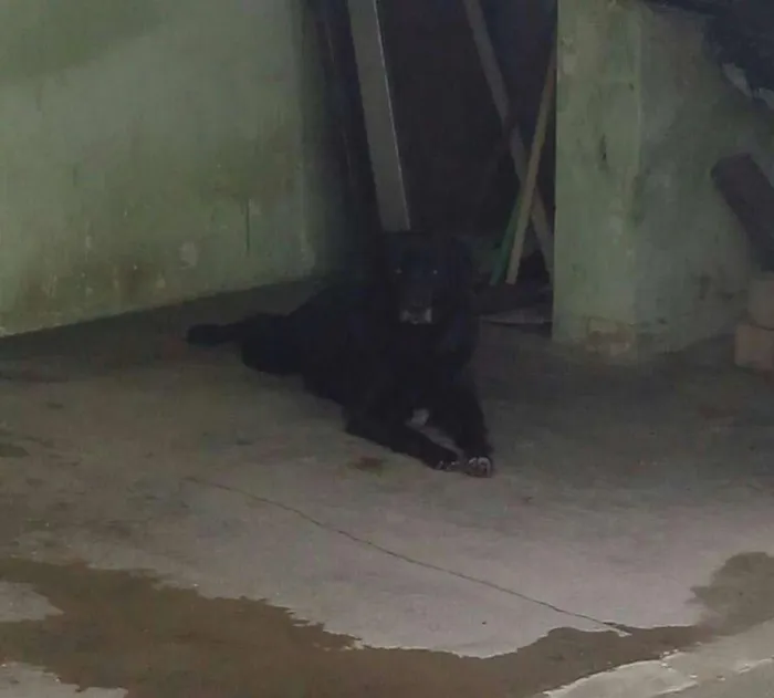 Cachorro ra a Misturados idade 3 anos nome Isco, Bugu, Tuti
