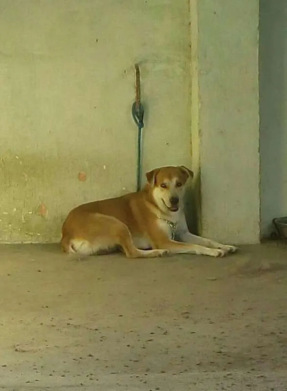 Cachorro ra a Misturados idade 3 anos nome Isco, Bugu, Tuti