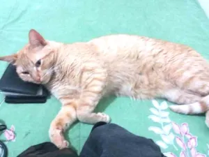 Gato raça Vira lata idade 4 anos nome Benjamin 