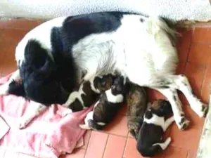 Cachorro raça Misturados idade 3 anos nome Isco, Bugu, Tuti