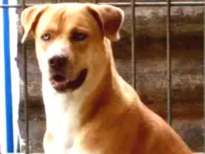 Cachorro raça Fila  idade 3 anos nome Duffy