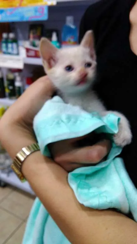 Gato ra a srd idade 2 a 6 meses nome sem nome