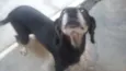 LAIKA