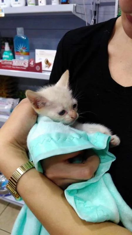 Gato ra a srd idade 2 a 6 meses nome sem nome