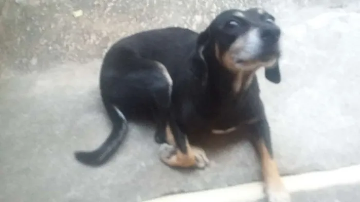Cachorro raça Dobermann idade 5 anos nome LAIKA