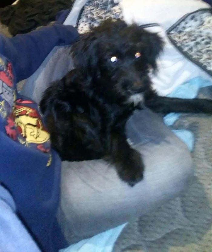 Cachorro ra a Poodle com vira lata idade  nome Dusck