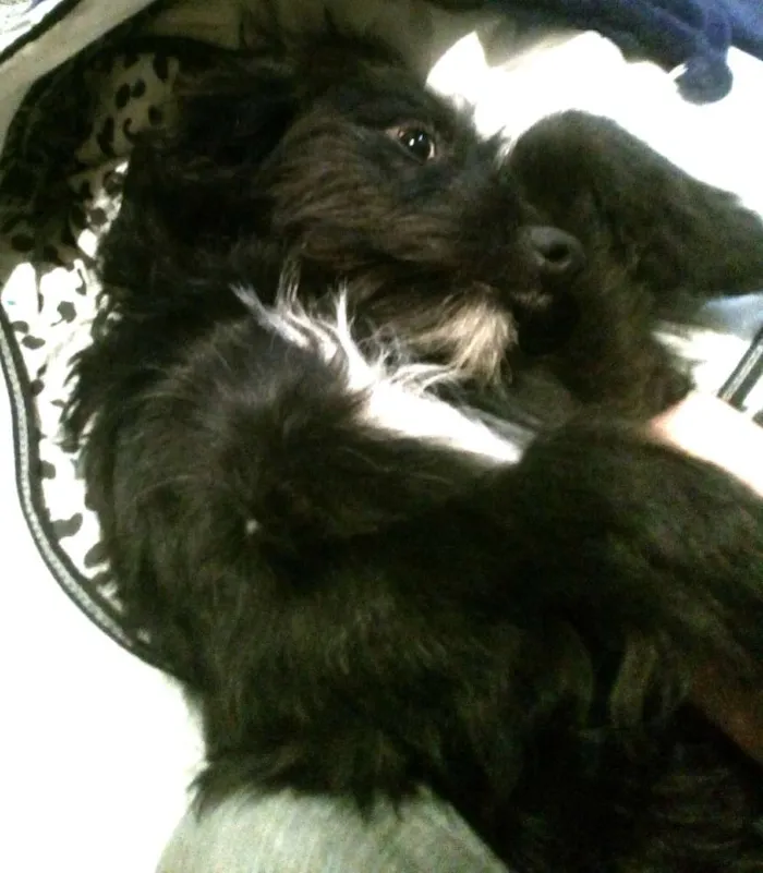 Cachorro ra a Poodle com vira lata idade  nome Dusck