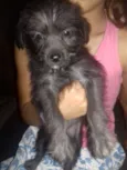Estrela