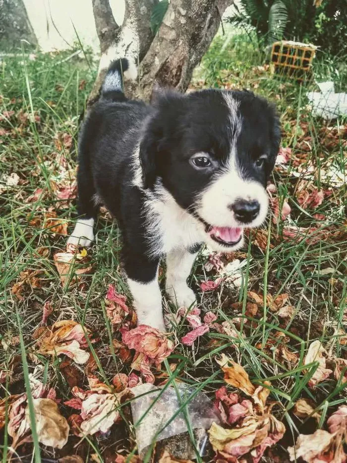 Cachorro raça Vira lata idade 2 a 6 meses nome Linda 