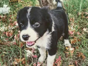 Cachorro raça Vira lata idade 2 a 6 meses nome Linda 
