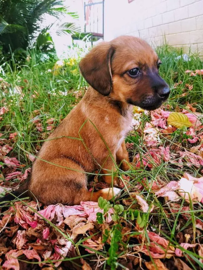 Cachorro raça Vira lata  idade 2 a 6 meses nome Mel 