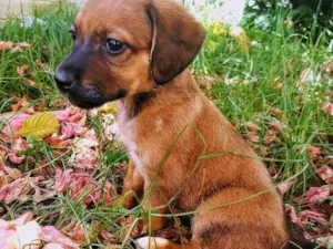 Cachorro raça Vira lata  idade 2 a 6 meses nome Mel 