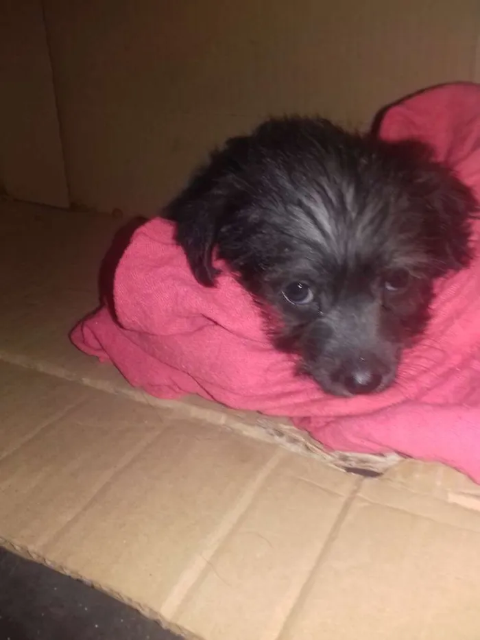 Cachorro raça indefinida idade Abaixo de 2 meses nome Estrela