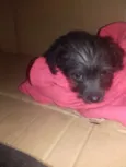 Estrela