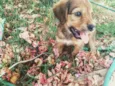 Lola