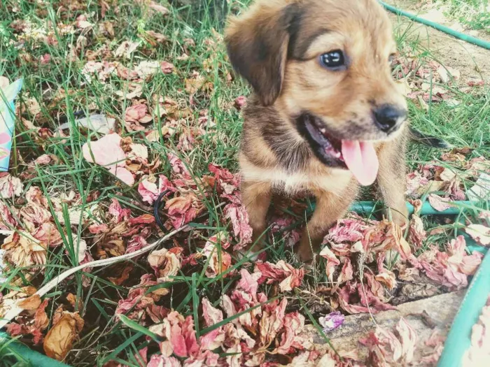 Cachorro raça Vira lata  idade 2 a 6 meses nome Lola