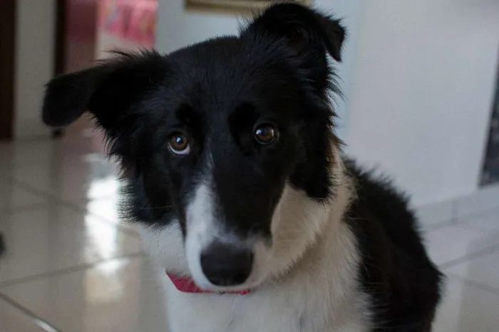 Cachorro ra a Bordercollie idade 7 a 11 meses nome Gadú
