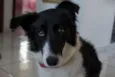 Gadú