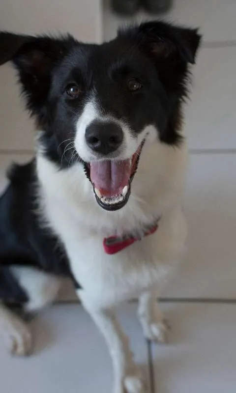 Cachorro ra a Bordercollie idade 7 a 11 meses nome Gadú