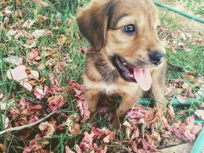 Cachorro raça Vira lata  idade 2 a 6 meses nome Lola