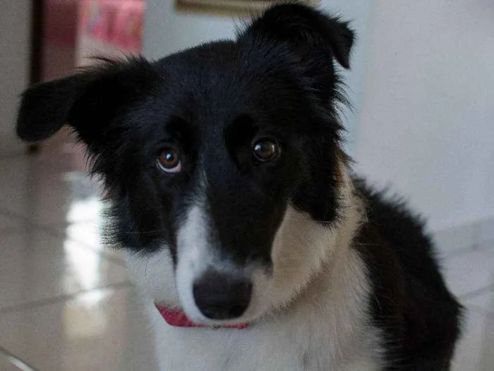 Cachorro ra a Bordercollie idade 7 a 11 meses nome Gadú