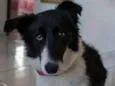 Gadú