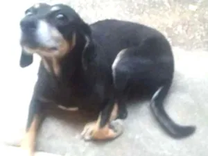 Cachorro raça Dobermann idade 5 anos nome LAIKA