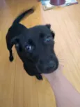 Pepita