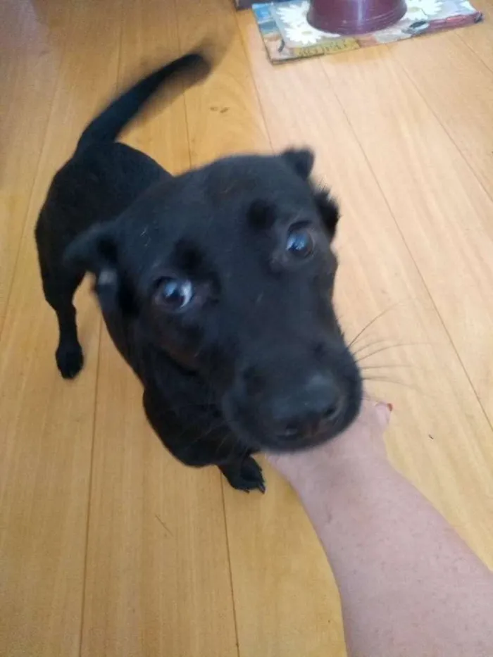 Cachorro ra a Srd idade 2 anos nome Pepita