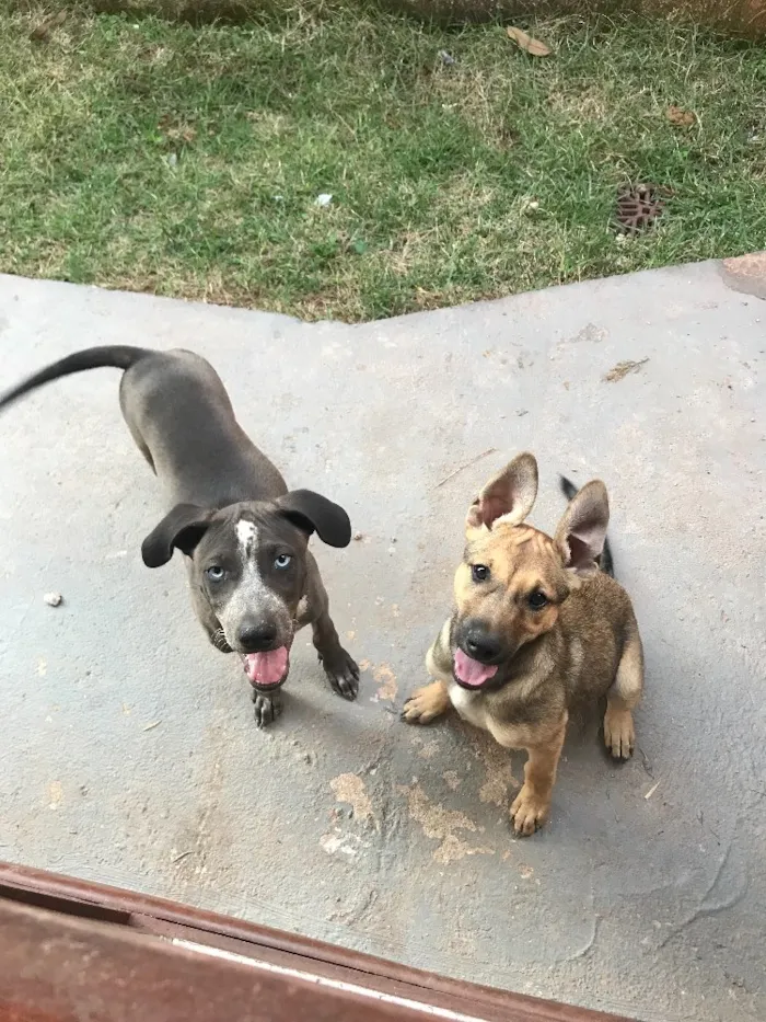 Cachorro raça Nenhuma idade  nome Natso e Lucy