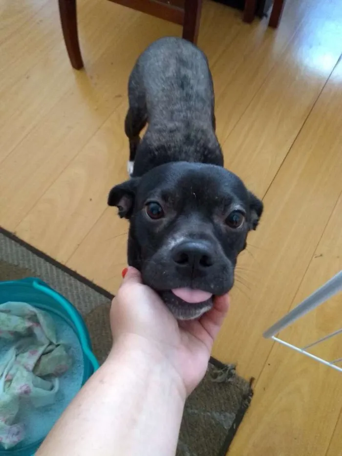 Cachorro ra a Srd idade 2 anos nome Fiel
