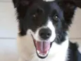 Gadú