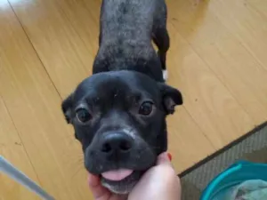 Cachorro raça Srd idade 2 anos nome Fiel