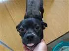 Cachorro raça Srd idade 2 anos nome Fiel