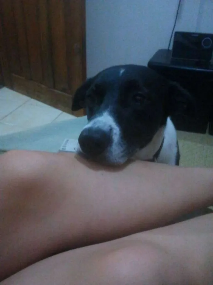 Cachorro ra a Vira-lata idade 5 anos nome Johnie