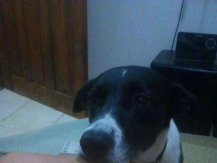 Cachorro ra a Vira-lata idade 5 anos nome Johnie