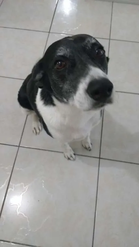 Cachorro ra a Vira-lata idade 5 anos nome Johnie