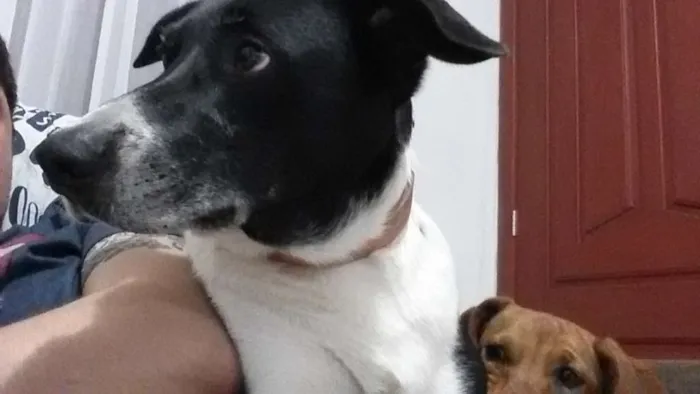 Cachorro ra a Vira-lata idade 5 anos nome Johnie