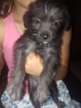 Estrela