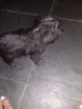 Estrela