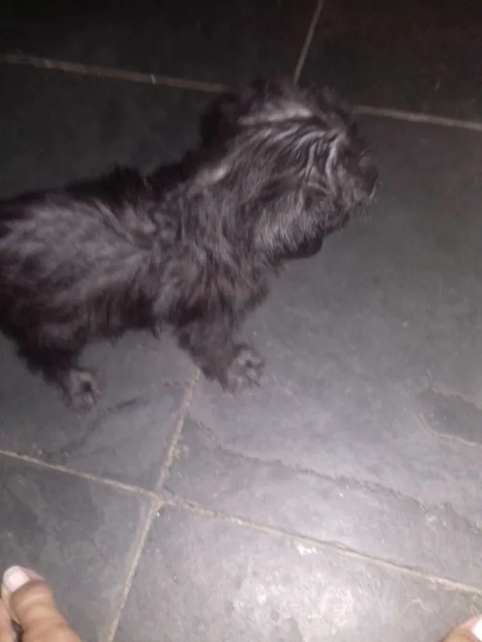 Cachorro raça indefinida idade Abaixo de 2 meses nome Estrela