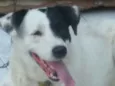 Jack