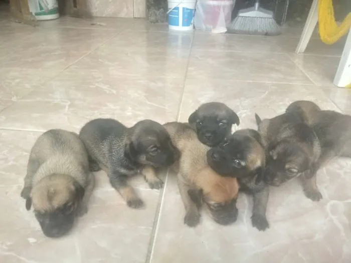 Cachorro raça Comun idade 2 a 6 meses nome Filhotes