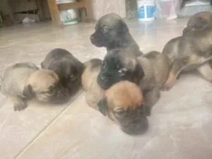 Cachorro raça Comun idade 2 a 6 meses nome Filhotes