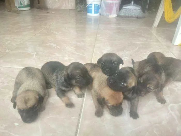 Cachorro raça Comun idade 2 a 6 meses nome Filhotes